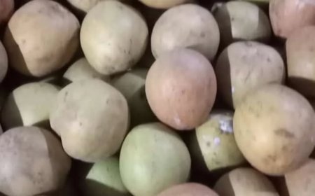 Menemukan Pesona Sawo Citali: Buah Eksotis Khas Sumedang yang Menawarkan Rasa Manis Alami dan Khasiat Kesehatan Luar Biasa