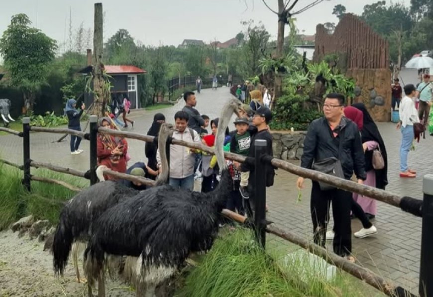 Menikmati Keindahan Alam dan Koleksi Satwa Unik di Lembang Park and Zoo: Tempat Liburan Keluarga yang Wajib Dikunjungi!