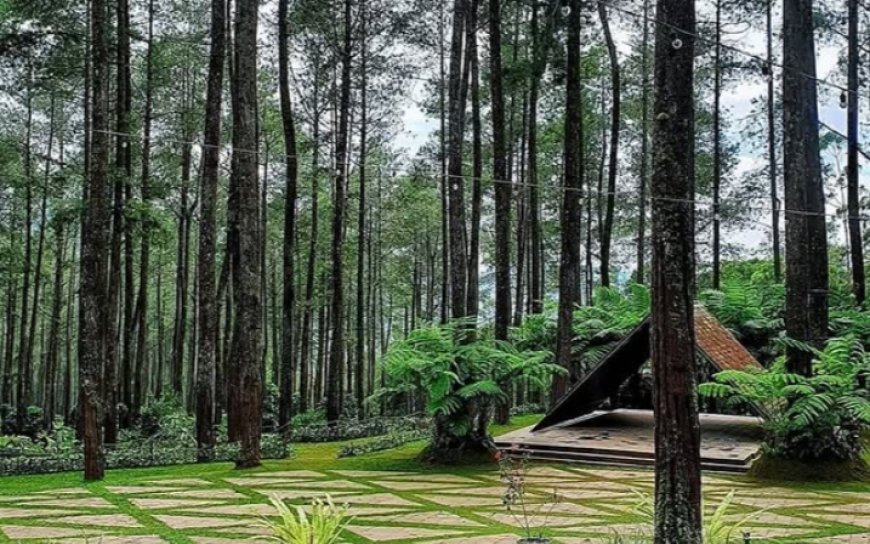 Orchid Forest Cikole: Menyelusuri Keindahan Alam, Pesona Bunga Anggrek, dan Kesegaran Hutan Pinus di Lembang