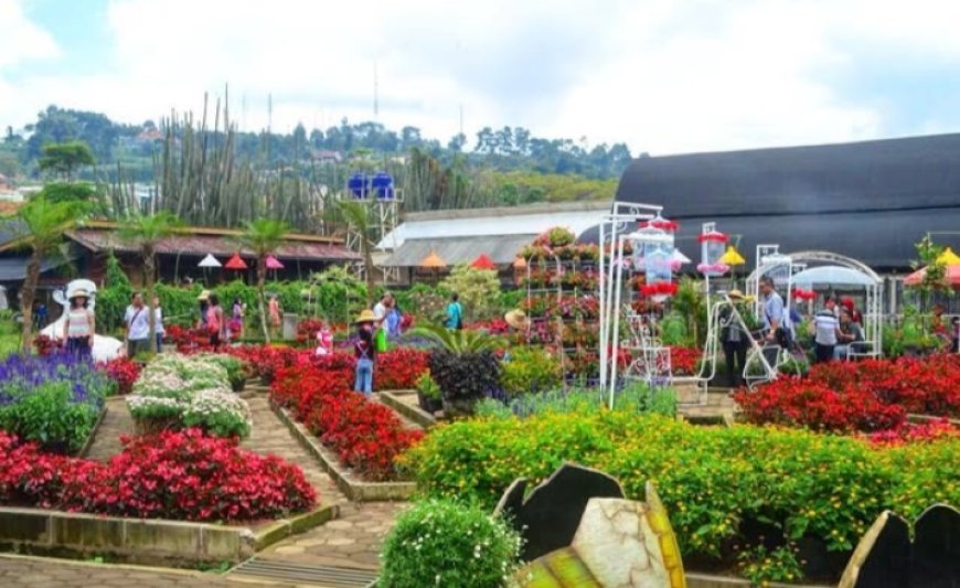 Kebun Begonia: Menikmati Pesona 50 Jenis Bunga yang Memukau dan Suasana Alam Asri di Lembang untuk Liburan dan Fotografi