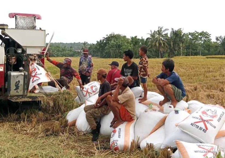 HPP Baru, Bulog Banyuwangi Targetkan Serap Gabah dan Beras Petani 53.000 Ton.