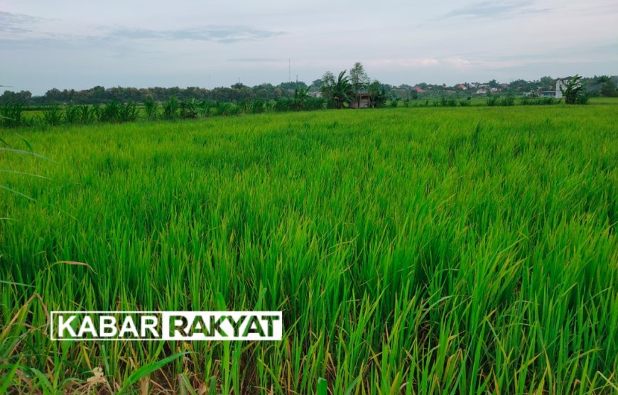 Lahan Sawah Kering Disperta KP Sampang Siapkan Pompa Air Untuk Petani