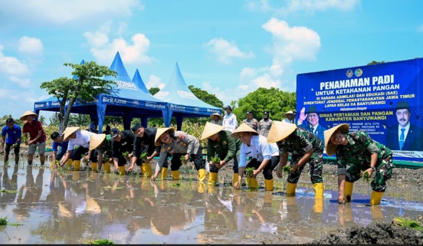 Dukung Ketahanan Pangan, Lapas Banyuwangi Tanam Padi di Sarana Asimilasi dan Edukasi di Kelurahan Pakis