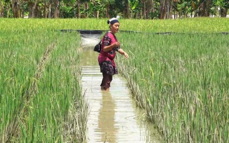 Tergenang Luapan Sungai Bengawan Solo, Petani Terancam Gagal Panen