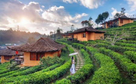 Eksplorasi Kebun Teh Taraju: Pesona Hijau yang Menyegarkan di Tasikmalaya