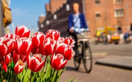 Taman Ramadanu: Surga Bunga Celosia Bernuansa Belanda di Magelang