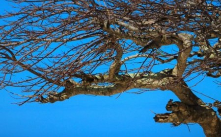 Nikmati Pesona Alam Baturraden: Surga Liburan di Banyumas