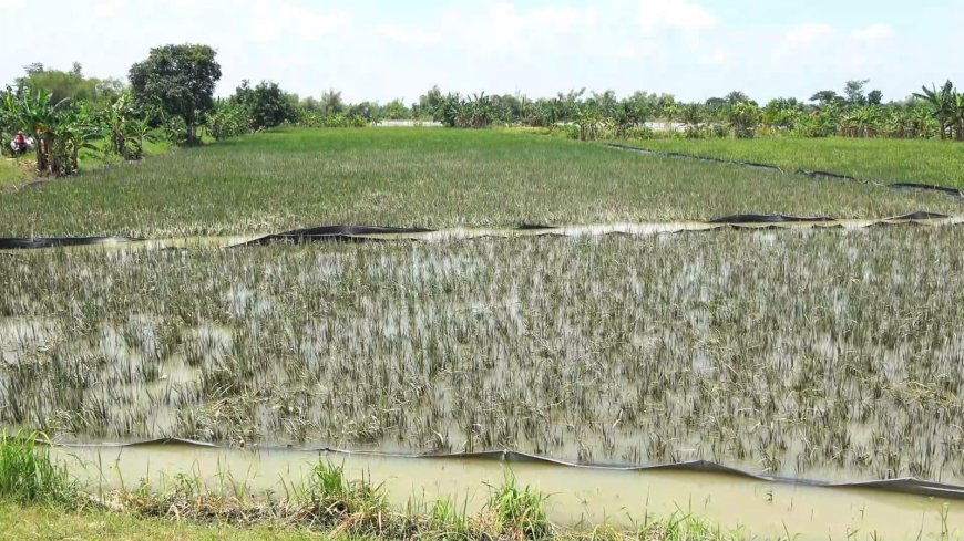 Tergenang Luapan Sungai Bengawan Solo, Petani Terancam Gagal Panen