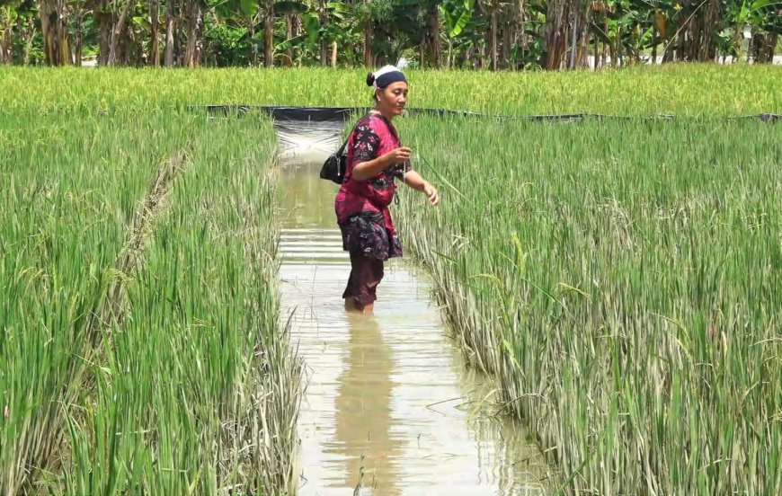 Tergenang Luapan Sungai Bengawan Solo, Petani Terancam Gagal Panen