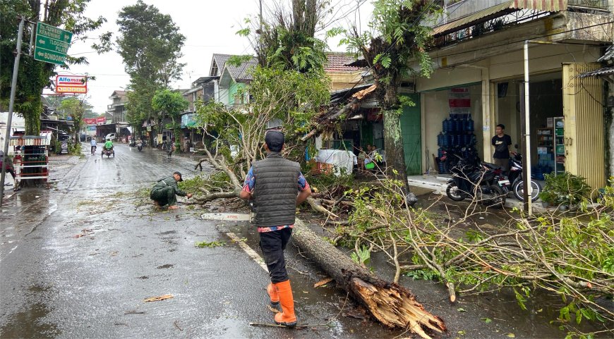 Angin Kencang Terjang Bondowoso, Puluhan Pohon Tumbang, Satu Rumah Tertimpa