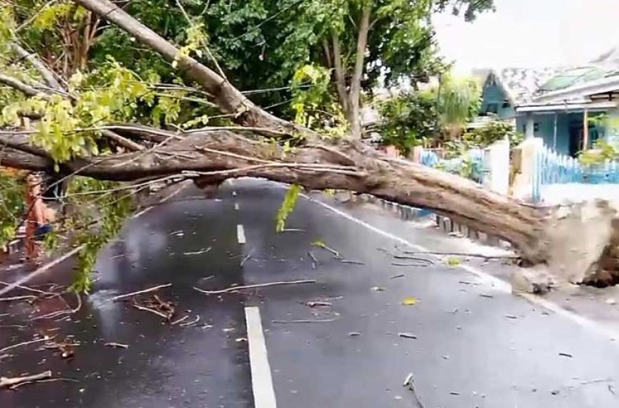 Hujan Disertai Angin Kencang di Banyuwangi Sebabkan Kerusakan dan Pohon Tumbang