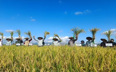 Pemkab Tulungagung Panen Raya Padi Serentak, Bupati Apresiasi Petani Berkontribusi Bagi Sektor Pertanian