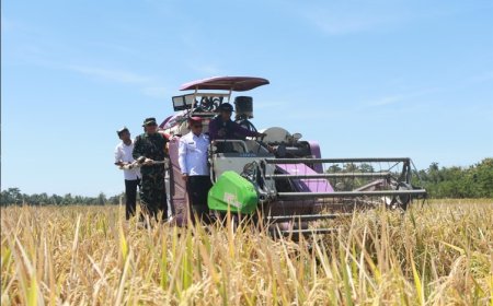 Dukung Program Swasembada Pangan Presiden, Banyuwangi Lakukan Panen Raya Padi Serentak