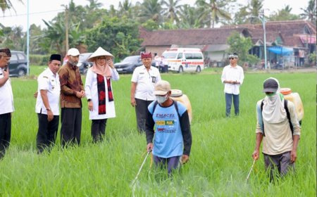 Perluas Lahan Tanam Padi, Banyuwangi Target Produksi 800 Ribu Ton Beras pada 2025