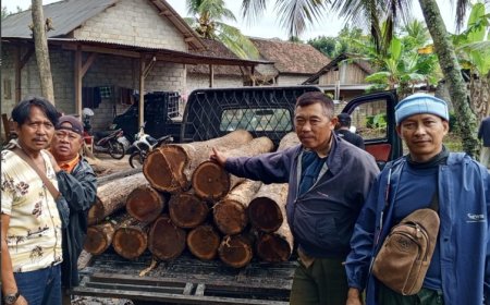 Perhutani KPH Banyuwangi Selatan Bersama Polisi Temukan Belasan Gelondong Kayu Jati Ilegal
