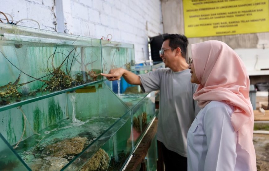 Kampung Lobster Desa Bangsring Banyuwangi, Sukses Budidaya Lobster Hingga Ekspor ke Tiongkok