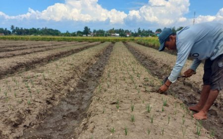 Petani Bawang di Situbondo Keluhkan Minimnya Peran PPL
