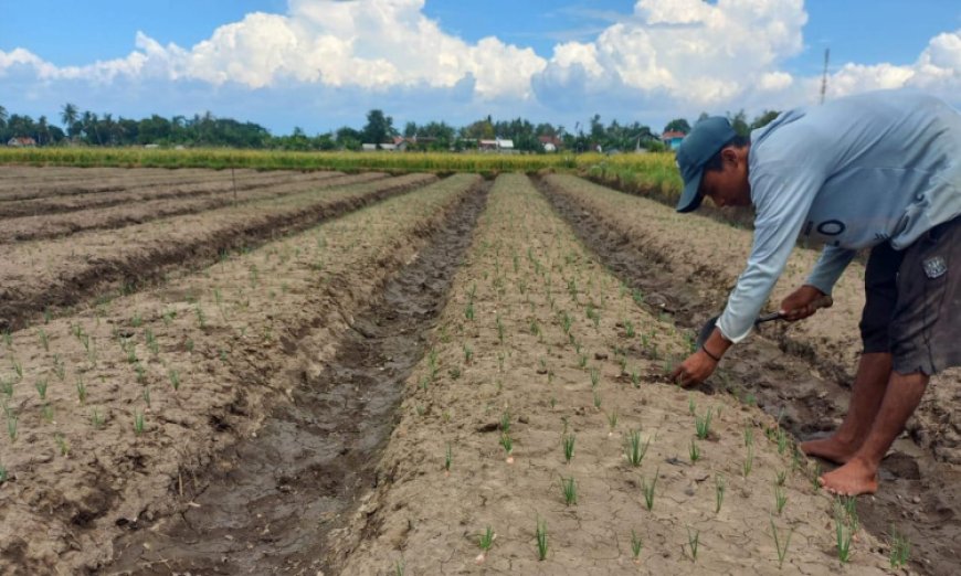 Petani Bawang di Situbondo Keluhkan Minimnya Peran PPL