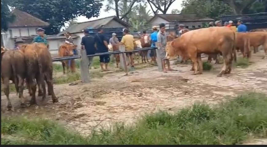 Jelang Idul Adha, Dinas Pertanian dan Pangan Banyuwangi Pastikan Surplus Hewan Kurban