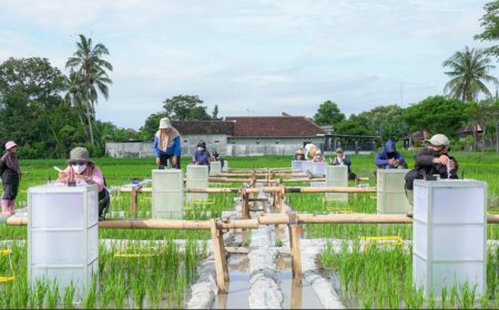 Banyuwangi Kembangkan Beras Bernutrisi Biofortifikasi dengan Budidaya Teknologi Ramah Lingkungan