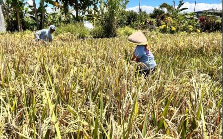 Sejalan dengan Swasembada Pangan Presiden Prabowo, Produksi Beras Banyuwangi Surplus 159 Ribu Ton