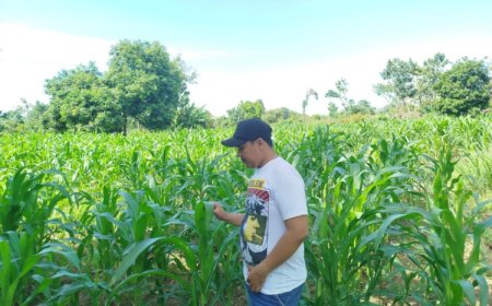 Petani di Situbondo Mengeluh, Dinas Pertanian Dinilai Absen: Harga Jagung Tak Sesuai HPP, Pupuk Subsidi Sulit Diakses