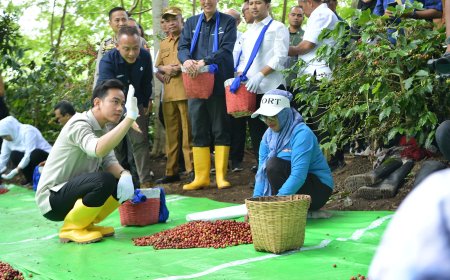 Hilirisasi Kopi Ijen Dorong Kesejahteraan Petani, Wapres Gibran Panen Bareng di Bondowoso
