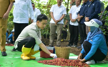 Dari Lereng Gunung ke Pasar Dunia, Sinergi PTPN I dan Petani Dorong Lompatan Hilirisasi Kopi Ijen