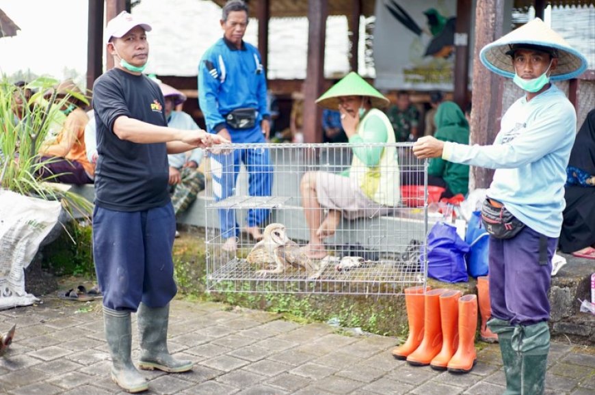 Tekan Hama Tikus, Pemkab Banyuwangi Sebar Ratusan Burung Hantu