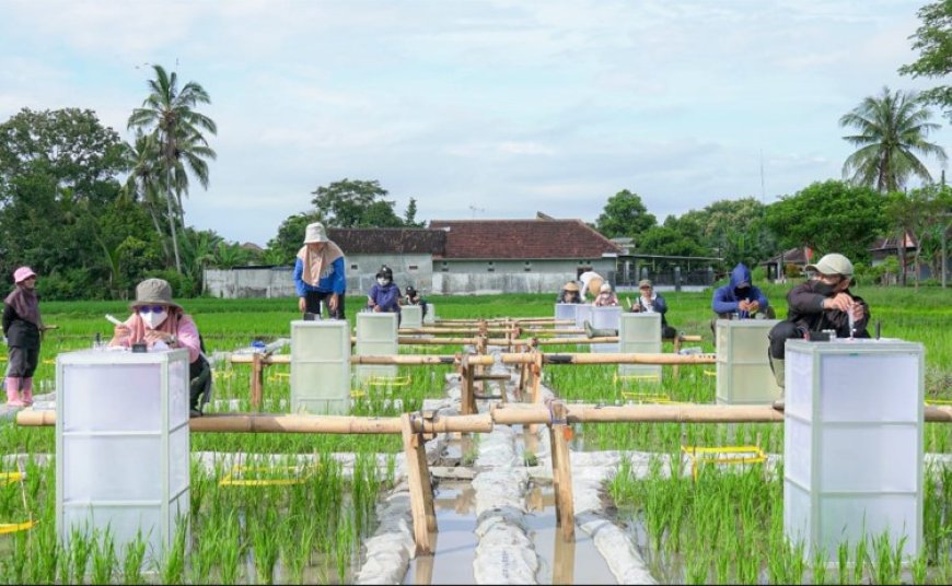 Banyuwangi Kembangkan Beras Bernutrisi Biofortifikasi dengan Budidaya Teknologi Ramah Lingkungan