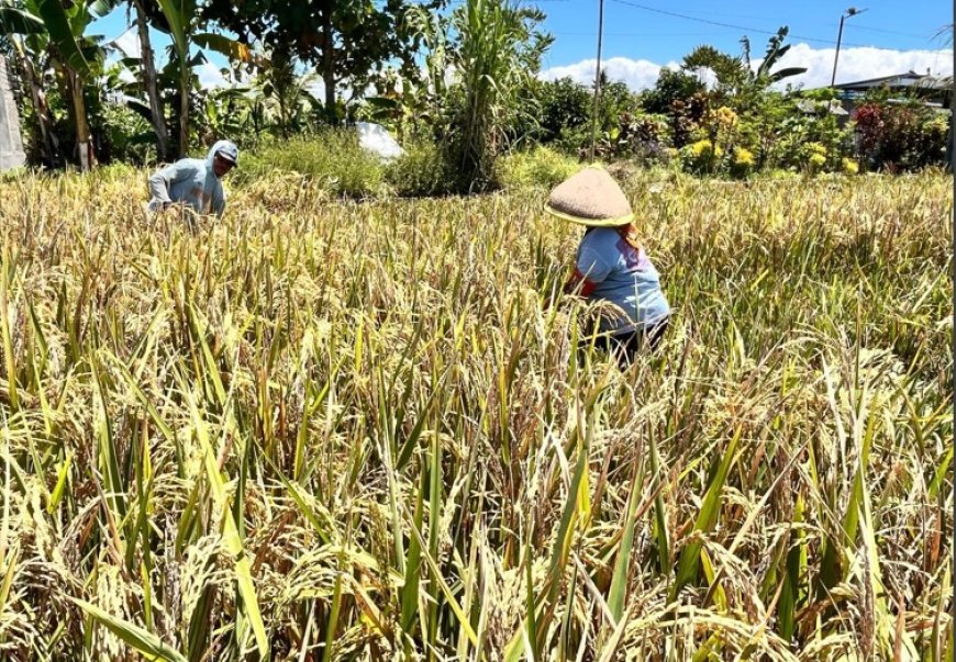 Sejalan dengan Swasembada Pangan Presiden Prabowo, Produksi Beras Banyuwangi Surplus 159 Ribu Ton