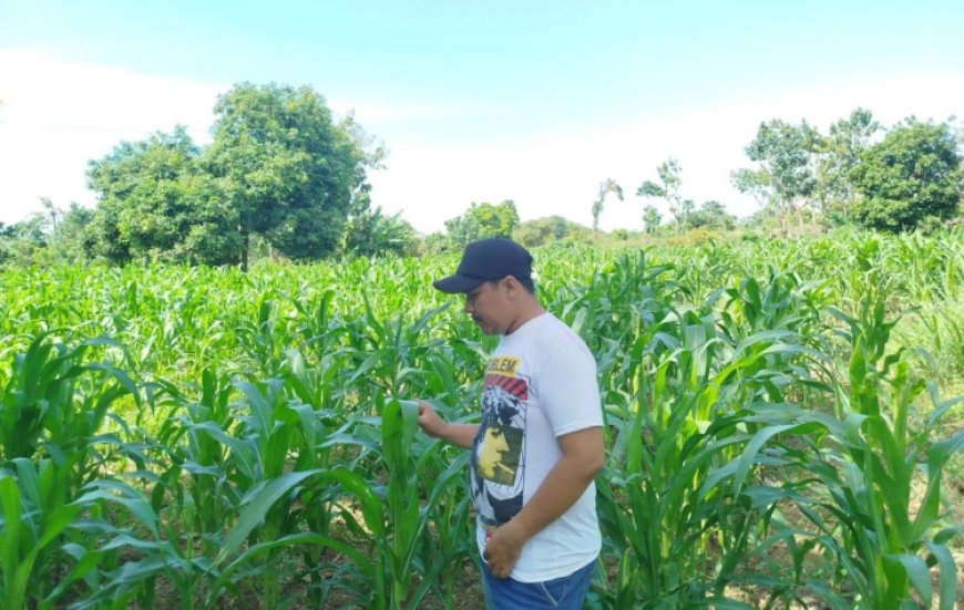 Petani di Situbondo Mengeluh, Dinas Pertanian Dinilai Absen: Harga Jagung Tak Sesuai HPP, Pupuk Subsidi Sulit Diakses