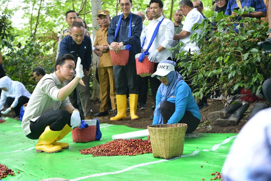 Hilirisasi Kopi Ijen Dorong Kesejahteraan Petani, Wapres Gibran Panen Bareng di Bondowoso