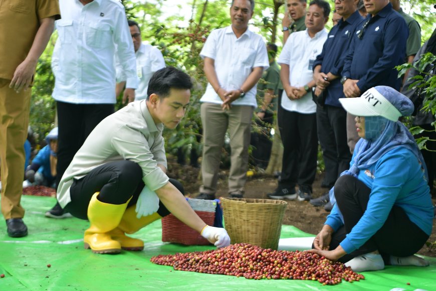 Dari Lereng Gunung ke Pasar Dunia, Sinergi PTPN I dan Petani Dorong Lompatan Hilirisasi Kopi Ijen