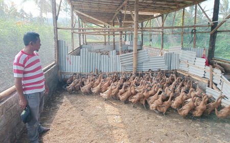 Peternakan Bebek di Bondowoso Bangkitkan Ekonomi Desa