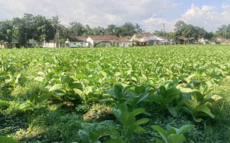 APTI Bondowoso Desak Pemerintah Segera Realisasikan Asuransi Tembakau di Tengah Anomali Cuaca