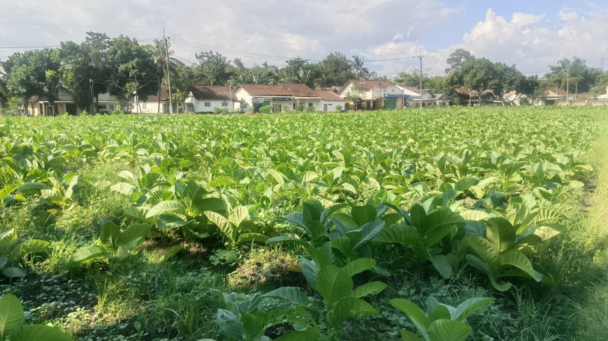 APTI Bondowoso Desak Pemerintah Segera Realisasikan Asuransi Tembakau di Tengah Anomali Cuaca