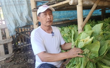Harga Tembakau Anjlok Akibat Hujan Deras, Petani di Bondowoso Terancam Rugi