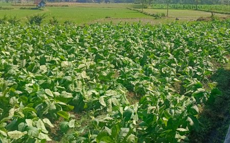 Cuaca Ekstrem Ancam Tembakau Bondowoso, Kadisperta Tegaskan Petani Sudah Diberi Peringatan
