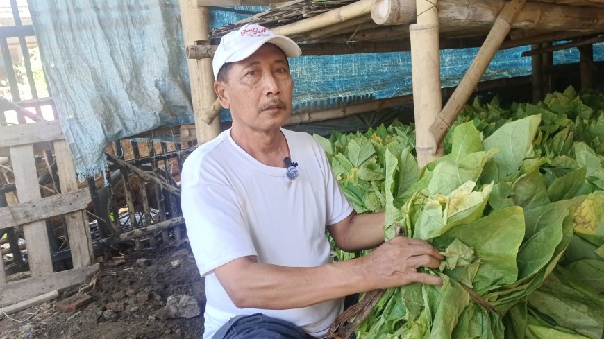 Harga Tembakau Anjlok Akibat Hujan Deras, Petani di Bondowoso Terancam Rugi