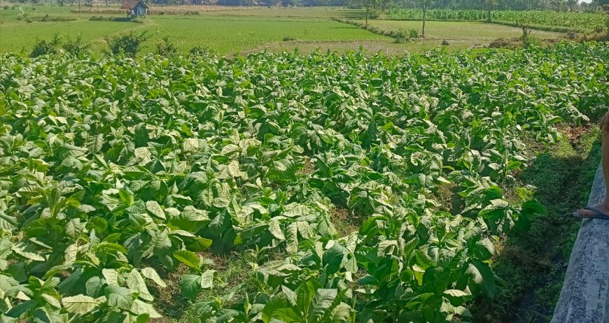 Cuaca Ekstrem Ancam Tembakau Bondowoso, Kadisperta Tegaskan Petani Sudah Diberi Peringatan