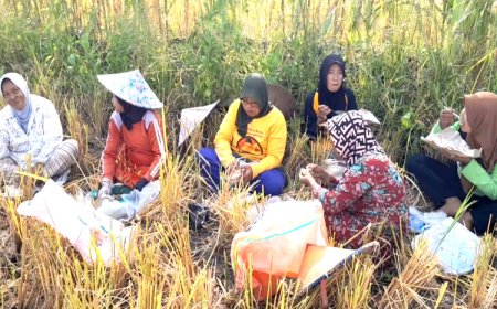 Harga Beras Melonjak, Warga Lamongan Terpaksa Mengais Sisa Panen Padi di Sawah
