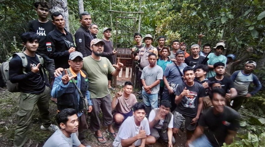 Dua Warga Solok Selatan Diserang Harimau Sumatra, BKSDA Pasang Kandang Jebak dan Kamera Trap