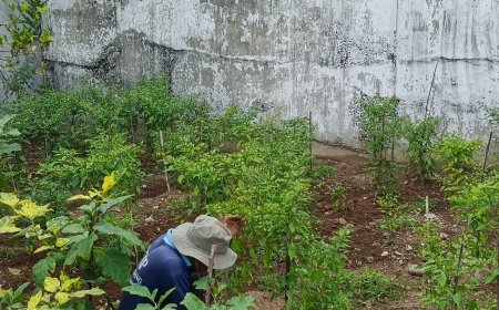 Tanam Harapan di Balik Jeruji, Rutan Padang Kembangkan Program Ketahanan Pangan Warga Binaan