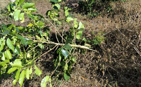 Ribuan Pohon Kopi PTPN I di Ijen Dirusak OTK, Diduga Imbas Konflik Lahan dengan Warga