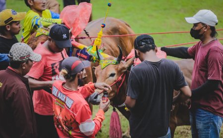 Ajang APPSI Festival Sapi Jatim 2025 Siap Angkat Citra Peternakan Jember
