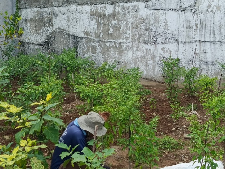 Tanam Harapan di Balik Jeruji, Rutan Padang Kembangkan Program Ketahanan Pangan Warga Binaan