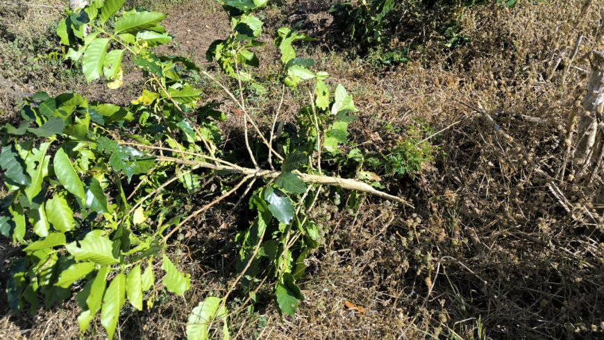 Ribuan Pohon Kopi PTPN I di Ijen Dirusak OTK, Diduga Imbas Konflik Lahan dengan Warga