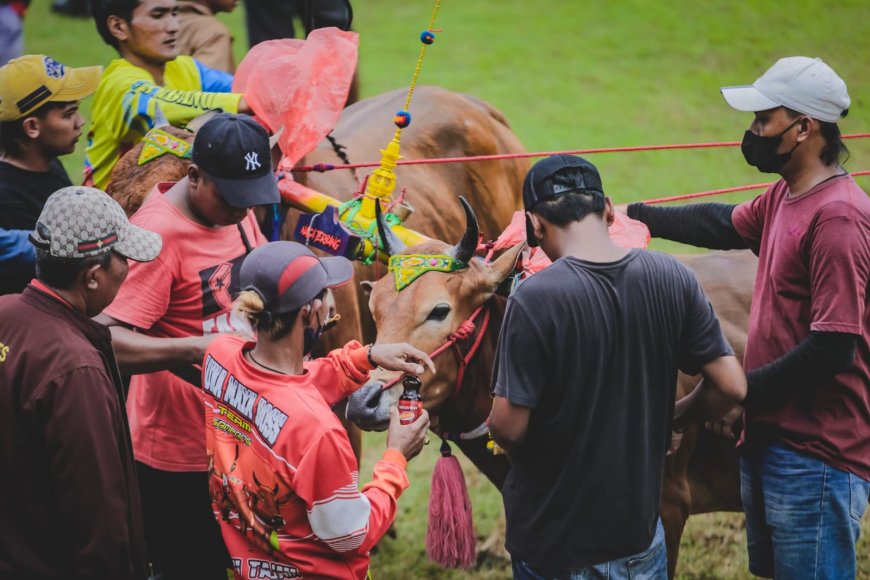 Ajang APPSI Festival Sapi Jatim 2025 Siap Angkat Citra Peternakan Jember