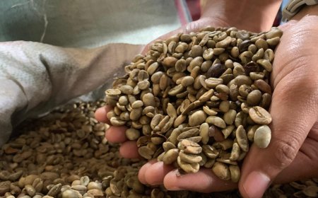 Produksi Kopi Capai 11.700 Ton pada 2024, DPRD Minta Pemkab Jember Bangun Branding ‘Kopi Raung’ dan ‘Kopi Argopuro’